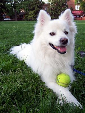 Beautiful dog