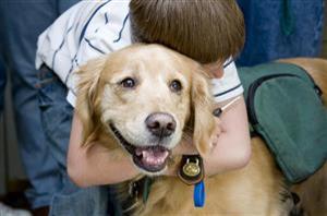 Therapy Dog