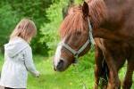 Young Girl Feeding Horse