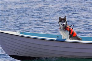 Husky dog on a boat wearing a life vest.